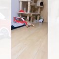 車型のボックスに入っていた猫→『とんでもない格好』で……まるで事故現場の…