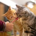 猫に『おやつ』をあげる時の注意点3つ　与えすぎた場合のリスクとは