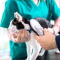 猫の『マイクロチップ』に関する3つの知識　装着する方法や仕組みなどを解説