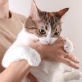 猫が前触れもなく『噛みついてくる』ときの原因5つ　行動の意味や適切な対…