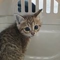 交通量も人通りも多い駅前で『鳴いていた子猫』が保護された結果…号泣…