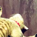 クーラーが効いた涼しい部屋→テーブルの上にいる『猫』を見たら…衝撃…