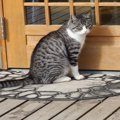 猫があなたの『外出を阻止』している行動5選　引き止める理由や上手な対応…