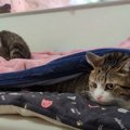 『そんな所にいたら踏まれちゃう！』ヒヤリとする猫ちゃんの隠れ場所…