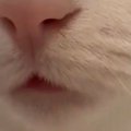 『変な夢を見た』と思ったら、ネコが……目が覚めた瞬間の『まさかの光景』…