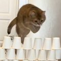 ５匹の猫が『紙コップ何段まで飛べるかチャレンジ』した結果…『猫キャンセ…