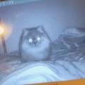 モニターで『赤ちゃんを寝かしつけるパパ』を見ていたら…近くにいた猫の『…