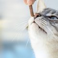 猫がおやつしか食べないのはどうして？３つの理由