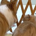 おもちゃを仕切りの奥に入れてしまった猫→『同居犬』がやってくると……