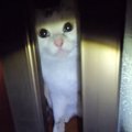 夜中にひょう！興奮しているのは猫ちゃんよりも…？