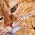 猫が「寂しい！」と感じているときにする仕草や行動５つ