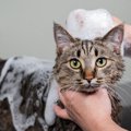 お風呂嫌いの猫でも『シャンプーしたほうがいいタイミング』5選　治療…