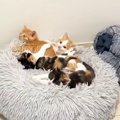 クッションの上に集まる4匹の子猫→飼い主が帰ってくると…可愛すぎる『…