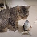 にゃ？！ピチピチ跳ねる魚に動揺する猫ちゃん