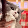 顔を拭かれるのに耐えられなくなった猫…赤ちゃんのような『尊い仕草』が55…