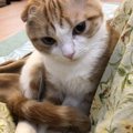 猫が「しっぽマフラー」する３つの理由