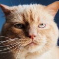 猫が『残念な気持ち』になる飼い主のNG行動5選