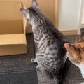 タイムアタック！猫ちゃんがダンボールに入るまで何分かかる？