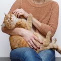猫に嫌がられる『NGな撫で方』5つ　不快に感じる理由や喜ばれる触り方のコ…