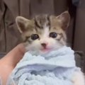 「可愛すぎて苦しい」タオルでおくるみされた赤ちゃん猫…悶絶必至の『あま…