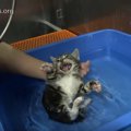 ブシャッ！子猫たちは抵抗した！お風呂とごはんでフニャけるまでは…