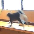 「20歳の運動神経じゃないｗｗｗ」→おばあちゃん猫の様子を見てみると…ま…