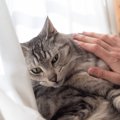愛猫には『トラウマ』になりかねないショックな出来事5選　心に傷を負…