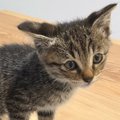 猫の鼻に起きた『とある変化』に気がついた飼い主、SNSで共有したら……