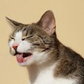 猫の『よだれ』が大量に出る…病院に行くべき4つの症状と原因・予防法