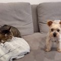 猫たちが『突如やってきた犬』に見せた反応とは…微笑ましすぎる光景が…