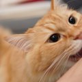 猫が『攻撃的』なときはどうしたらいい？5つの気を付けるべきことや落…