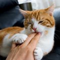猫が突然『噛みついてくる』ときの理由3つ　噛まれたときの対処法や改…