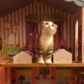 猫がいるけどおしゃれな部屋にしたい！両立させる方法５つ