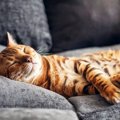 猫が『ゴローンと横になりたくなる』のは？5つの場所とその理由　猫に…