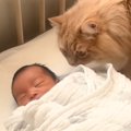 そっと赤ちゃんの匂いを嗅ぎにきた猫→離れたかと思ったら…思わず感動の尊…