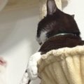 『何もしていない同居猫』に対して…もう1匹の猫が見せた『泣けるほど可愛…