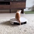 最初はロボット掃除機が怖かった子猫→乗れるようになって…成長した現…