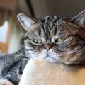 猫と『相性が悪い』飼い主の特徴３つ