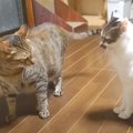 暴れん坊な新入り猫→先住猫2匹との相性を心配していたら……『予想外の展開…