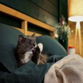 猫が『飼い主の布団を奪う』3つの理由　入ってくるときの注意点と対処法を…