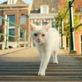 「ガス爆発事故」が愛猫の性格を180度変えた！　いまでは放浪好きな人…