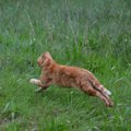 猫が『追われると逃げようとする』3つの理由　怖がらせない接し方と安…