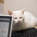 「孤独」な猫が見せる行動3つ　どんなとき寂しくなる？放っておくと体…