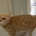 子猫ちゃんVSロボット掃除機。イヤなものはイヤなんです！