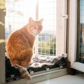 猫の寿命を縮ませる『間違った飼い方』5選　悪影響を及ぼす理由から改善す…