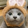 うさぎの被り物をつける『キュートな子猫』→成長した結果…１年後の『…