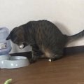 おとなになっても遊びたいんだ！こっそりはしゃぐ猫ちゃん♡