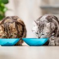 猫のご飯、『ずっと一緒』はダメ？キャットフードを切り替えるべき3つ…