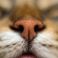 猫の鼻にできる『黒いほくろ・シミ』の原因4つ　危険が潜んでるケースも？…