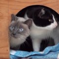 「室内飼育に適さないから」と殺処分される猫を救うプロジェクト